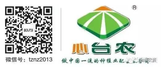 果實接近成熟,警惕柑橘表面各種油胞病